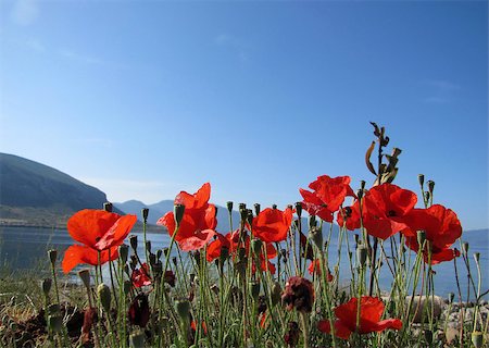 red flowers in stone images - Group of poppies by the sea in front of mountain Stock Photo - Budget Royalty-Free & Subscription, Code: 400-07042509