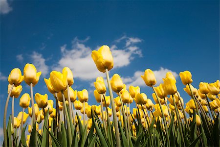 simsearch:400-04504130,k - Yellow tulip field in the Netherlands Stock Photo - Budget Royalty-Free & Subscription, Code: 400-07043027