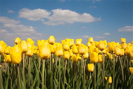 simsearch:400-04504130,k - Yellow tulip field in the Netherlands Stock Photo - Budget Royalty-Free & Subscription, Code: 400-07043028