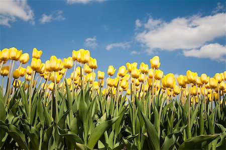 simsearch:400-04504130,k - Yellow tulip field in the Netherlands Stock Photo - Budget Royalty-Free & Subscription, Code: 400-07043029