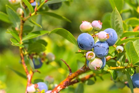 simsearch:400-06698338,k - Blueberries Close-up (Annapolis Valley, Nova Scotia, Canada) Stock Photo - Budget Royalty-Free & Subscription, Code: 400-07043360