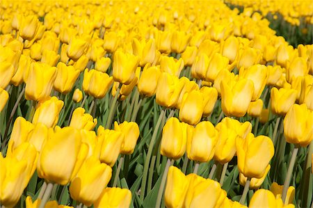 simsearch:400-04504130,k - Yellow tulip field in the Netherlands Stock Photo - Budget Royalty-Free & Subscription, Code: 400-07043472