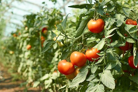 Bunch of red tomatoes that ripening in greenhouse Stockbilder - Microstock & Abonnement, Bildnummer: 400-07043937