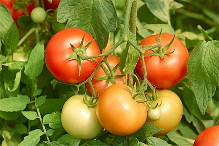 Bunch of tomatoes which ripens in the greenhouse close up Stockbilder - Microstock & Abonnement, Bildnummer: 400-07043938