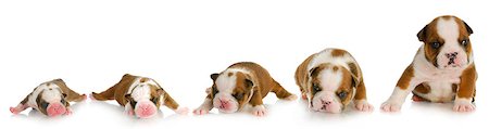 simsearch:400-08192678,k - puppy growth - english bulldog puppy at one day, one week, two weeks, three weeks and four weeks of age Foto de stock - Super Valor sin royalties y Suscripción, Código: 400-07054063