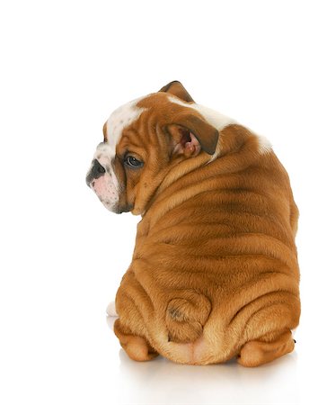 simsearch:400-06758857,k - bulldog puppy looking over shoulder - 10 weeks old Foto de stock - Royalty-Free Super Valor e Assinatura, Número: 400-07054136