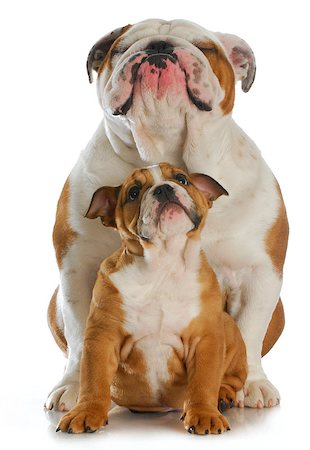 simsearch:400-06758857,k - bulldog father and son sitting with reflection on white background Foto de stock - Royalty-Free Super Valor e Assinatura, Número: 400-07054139