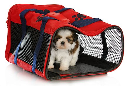 shiatsu - puppy carrier - shih tzu puppy in a pet carrier on white background - 6 weeks old Stockbilder - Microstock & Abonnement, Bildnummer: 400-07054146