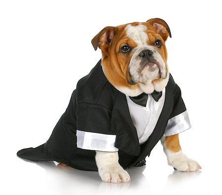 scared dog - english bulldog wearing black tuxedo and tails on white background Stock Photo - Budget Royalty-Free & Subscription, Code: 400-07054148