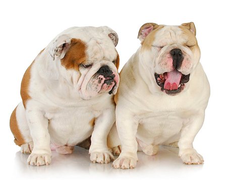 simsearch:400-06758857,k - two male bulldogs father and son at 2.5 and 1 year old Foto de stock - Royalty-Free Super Valor e Assinatura, Número: 400-07054141