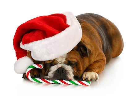 simsearch:400-04085890,k - christmas dog - english bulldog laying down with candy cane Foto de stock - Royalty-Free Super Valor e Assinatura, Número: 400-07054168