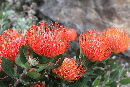 protea - Ornamental flowering leucospermum bush.   Also commonly known as pincushion protea.   A plant belonging to the Proteaceae family with stunning inflorescences, prominent styles and grey green leathery leaves. Fotografie stock - Microstock e Abbonamento, Codice: 400-07054286