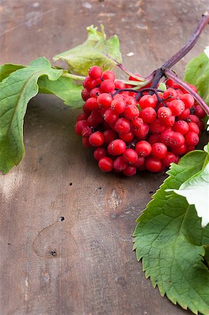 simsearch:400-05356017,k - Brush red elderberries on a old wooden surface Stock Photo - Budget Royalty-Free & Subscription, Code: 400-07054680