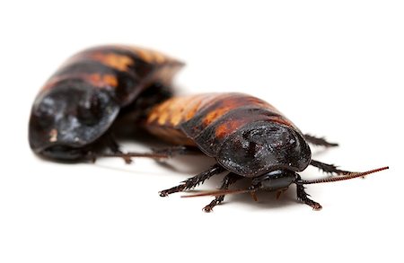 fauchen - two Madagascar cockroaches isolation on a white background Stockbilder - Microstock & Abonnement, Bildnummer: 400-07054890
