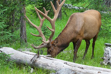 Large bull elk standing in a meadow in the woods in Yellowstone National Park Fotografie stock - Microstock e Abbonamento, Codice: 400-07054984