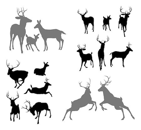 A set of deer silhouettes including fawn, doe bucks and stags in various poses. Also a family group pose and two stags fighting Stock Photo - Budget Royalty-Free & Subscription, Code: 400-07055666
