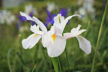 simsearch:400-07169438,k - Dutch Iris, variety Casablanca, growing in an informal bush setting.  Casablanca has pure white blooms with a yellow tongue.  The three main petals are symbolic for faith, valor, and wisdom. Stock Photo - Budget Royalty-Free & Subscription, Code: 400-07055717