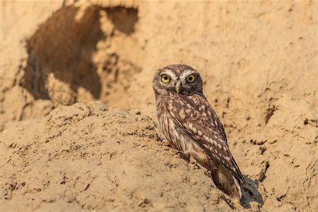 Burrowing Owl (Athene cunicularia) on the nest Stock Photo - Budget Royalty-Free & Subscription, Code: 400-07055925