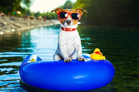 dog on  blue air mattress  in refreshing  water Stock Photo - Budget Royalty-Free & Subscription, Code: 400-07055937