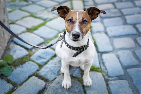 dog destruction - homeless dog lonely with leash Stock Photo - Budget Royalty-Free & Subscription, Code: 400-07055938