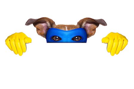 super hero dog with  hiding behind a blank banner Stock Photo - Budget Royalty-Free & Subscription, Code: 400-07055957