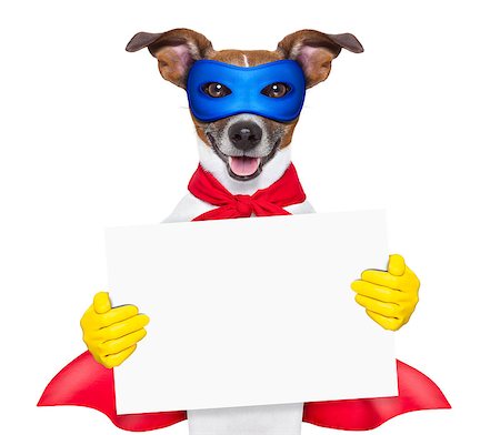 super hero dog with  red cape and a  blue mask holging a placard Photographie de stock - Aubaine LD & Abonnement, Code: 400-07055958