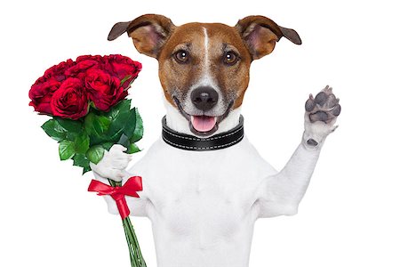 five animals - valentine dog  with a bunch of  red  roses waving Foto de stock - Super Valor sin royalties y Suscripción, Código: 400-07055967