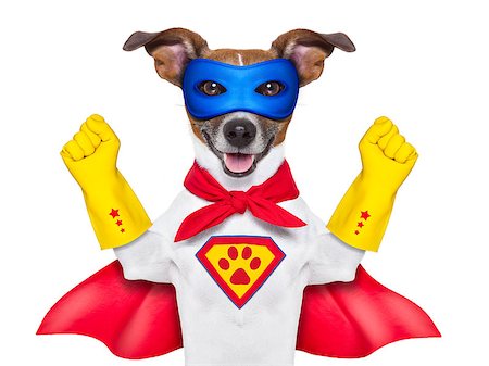 super hero dog with  red cape and a  blue mask Photographie de stock - Aubaine LD & Abonnement, Code: 400-07055962