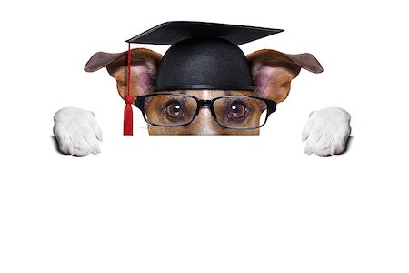 simsearch:400-08413217,k - graduate dog hiding behind a blank placard Stock Photo - Budget Royalty-Free & Subscription, Code: 400-07055977