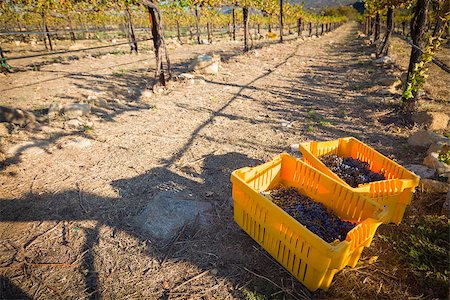 fruits bin - Ripe Red Wine Grapes In Harvest Bins One Fall Morning. Stock Photo - Budget Royalty-Free & Subscription, Code: 400-07056131