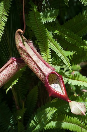 This is a pitcher plant or monkey cups (Nepenthes sp.)  from tropical jungle.  Nepenthes  often is cultivated in greenhouses. Stock Photo - Budget Royalty-Free & Subscription, Code: 400-07056512