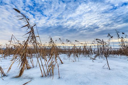 porojnicu (artist) - reed in winter. Location: Comana Natural Park, Romania. Foto de stock - Super Valor sin royalties y Suscripción, Código: 400-07056781