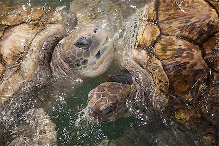 Large Carribean Sea Turtles at the surface of the ocean Foto de stock - Super Valor sin royalties y Suscripción, Código: 400-07050210