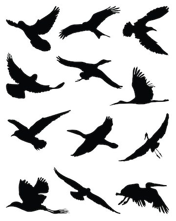 simsearch:400-08997409,k - Silhouettes of birds in flight-vector Foto de stock - Super Valor sin royalties y Suscripción, Código: 400-07050689