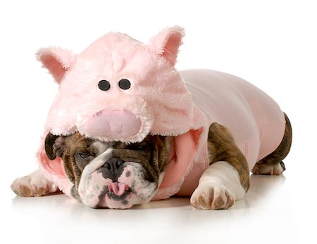 small to big dogs - dog wearing pink pig costume isolated on white background - english bulldog Foto de stock - Super Valor sin royalties y Suscripción, Código: 400-07050705