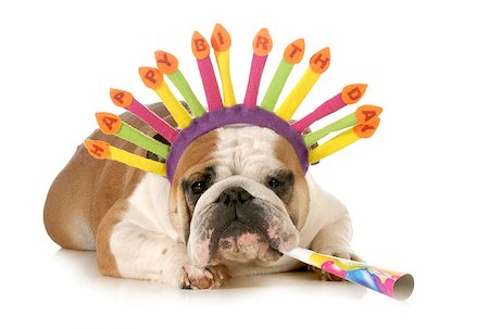 birthday dog - english bulldog wearing birthday hat blowing on horn isolated on white background Photographie de stock - Aubaine LD & Abonnement, Code: 400-07050709