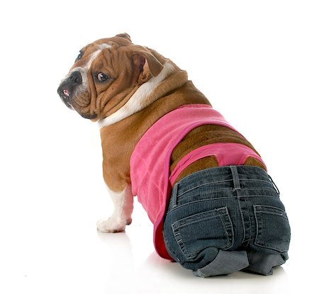 simsearch:640-03260274,k - female dog wearing pink thong underwear isolated on white background - english bulldog Stockbilder - Microstock & Abonnement, Bildnummer: 400-07050702