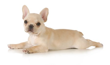 simsearch:400-06567310,k - french bulldog puppy laying down looking at viewer isolated on white background Stockbilder - Microstock & Abonnement, Bildnummer: 400-07050715