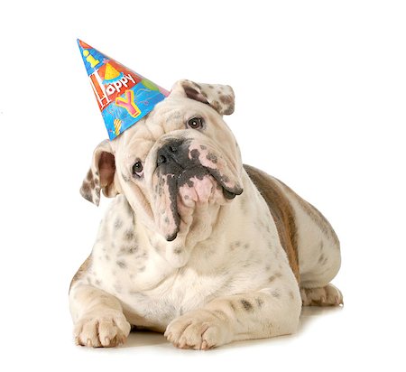 sad child toy - birthday dog - english bulldog wearing birthday hat isolated on white background Stock Photo - Budget Royalty-Free & Subscription, Code: 400-07050716