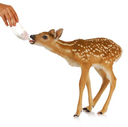 hand raising fawn - woman bottle feeding baby doe isolated on white background Stock Photo - Budget Royalty-Free & Subscription, Code: 400-07050736