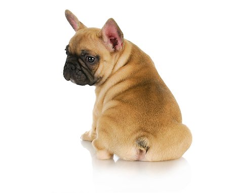 simsearch:400-08192678,k - cute puppy - french bulldog puppy sitting looking over shoulder on white background - 8 weeks old Foto de stock - Super Valor sin royalties y Suscripción, Código: 400-07050737