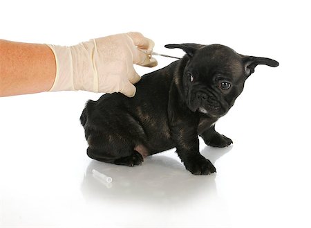 microchipping puppy - french bulldog puppy being microchipped - 8 weeks old Stock Photo - Budget Royalty-Free & Subscription, Code: 400-07050738