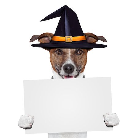 simsearch:400-08898663,k - halloween placeholder banner dog Photographie de stock - Aubaine LD & Abonnement, Code: 400-07050917