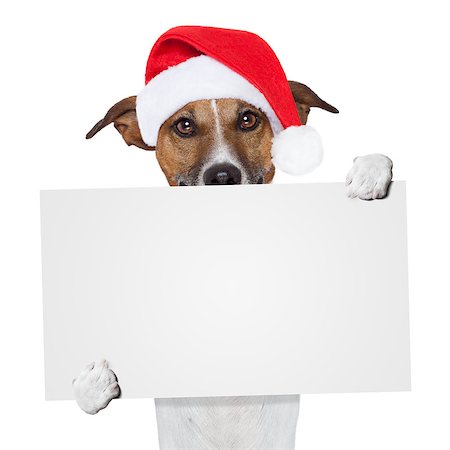 simsearch:400-08898663,k - christmas banner placeholder dog Photographie de stock - Aubaine LD & Abonnement, Code: 400-07050925