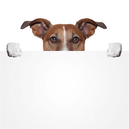 simsearch:400-08898663,k - placeholder banner dog Photographie de stock - Aubaine LD & Abonnement, Code: 400-07050927