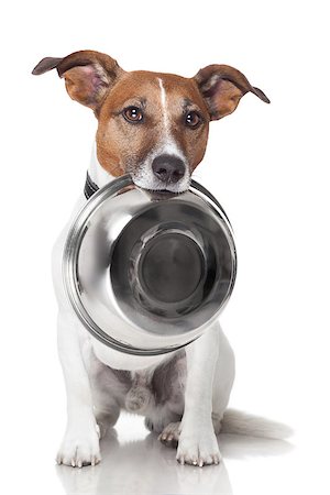 hungry dog food bowl mouth Stock Photo - Budget Royalty-Free & Subscription, Code: 400-07050921