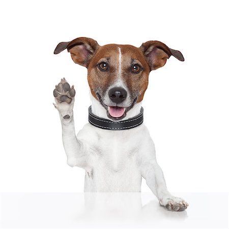dog shake hand - hello goodbye high five dog Stock Photo - Budget Royalty-Free & Subscription, Code: 400-07050932