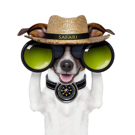 safari hat binoculars - binoculars safari compass dog watching Stock Photo - Budget Royalty-Free & Subscription, Code: 400-07050957