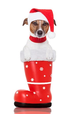 simsearch:400-07050961,k - santa christmas dog in a red boot Stock Photo - Budget Royalty-Free & Subscription, Code: 400-07050961