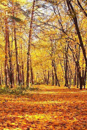 sun rays forest footpath images - Beautiful landscape with autumn forest Stock Photo - Budget Royalty-Free & Subscription, Code: 400-07050992